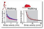 Image Graph of the Neurobiology of walking and circuit mechanisms underlying gait disorders