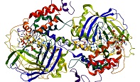 lupus enzyme