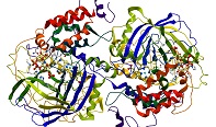 lupus enzyme