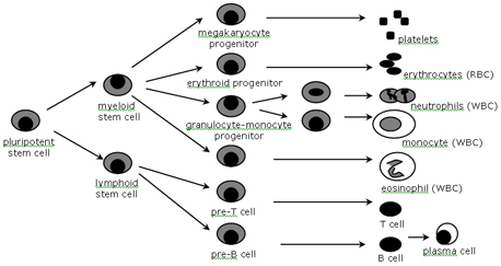 Stem Cell Maturation Diagram