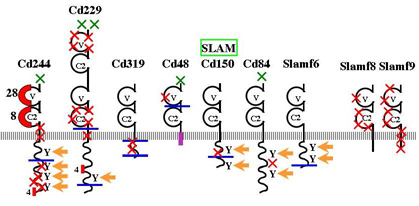 Variants of mouse SLAM receptors 