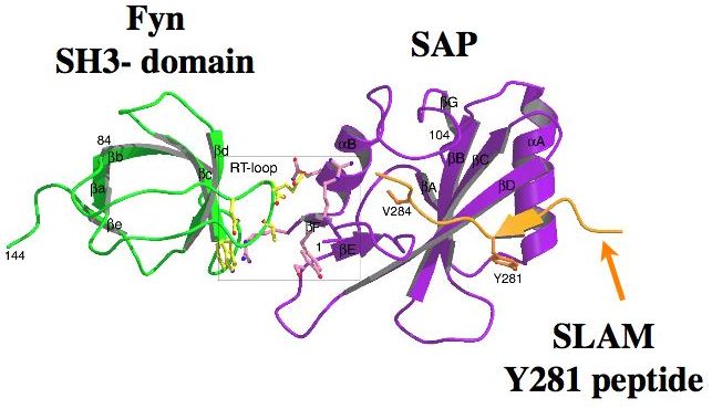 Structure of SAP Binding to Fyn