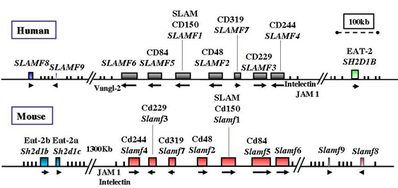 Genomic organization of the human and mouse SLAM locus