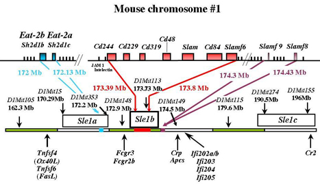 Sle loci in mouse chromosome 1