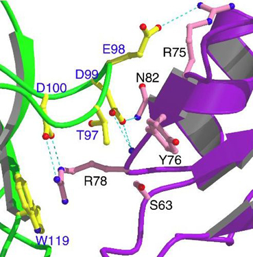 Magnified View of the Binding Site