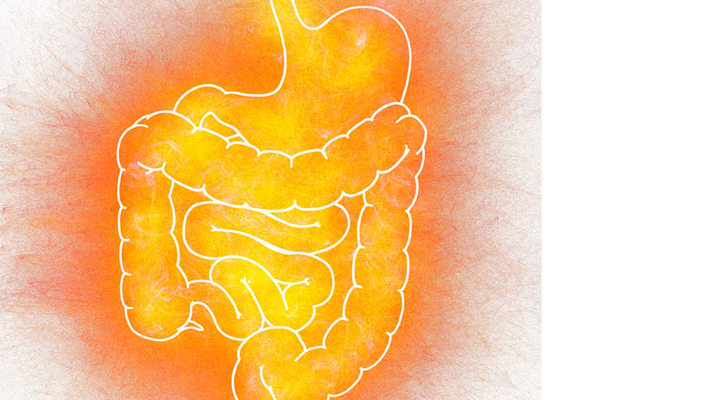 Digestive tract