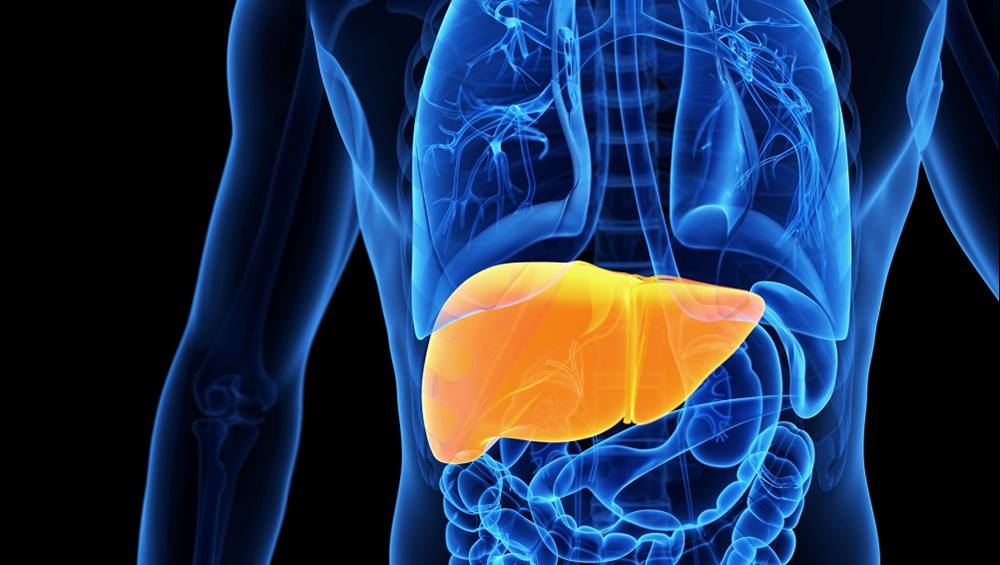 Liver