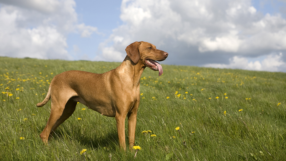 happy dog standing in a field