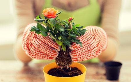 Lymphedema after breast cancer