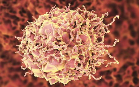 Colon cancer cell