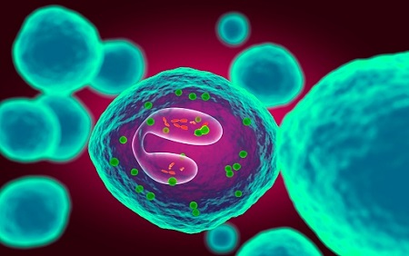 Researchers Prevent, Reverse Renal Injury by Inhibiting Immune-Regulating Molecule