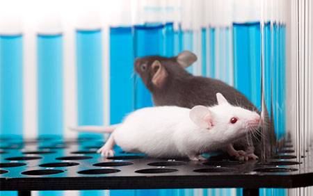 Researchers identify brain circuitry that motivates mating in mice