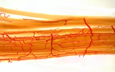 New Light Shed On Relationship Between Calorie-burning Fat and Muscle Function