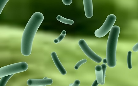 BIDMC researchers use artificial intelligence to identify bacteria quickly and accurately
