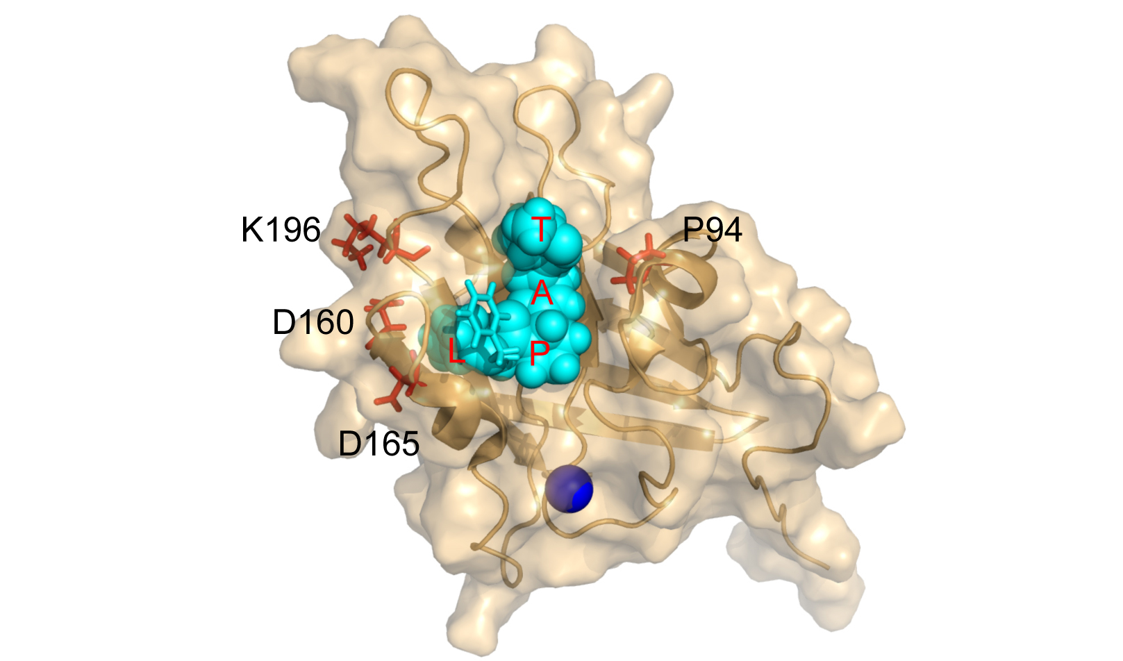Scientists report on novel method for extending the life of implantable devices