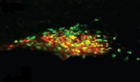 Neurons Anticipate Body's Response to Food and Water