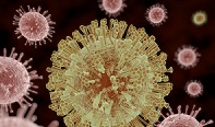 zika virus