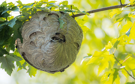 An ER Doctor's Field Guide to Wildlife in New England