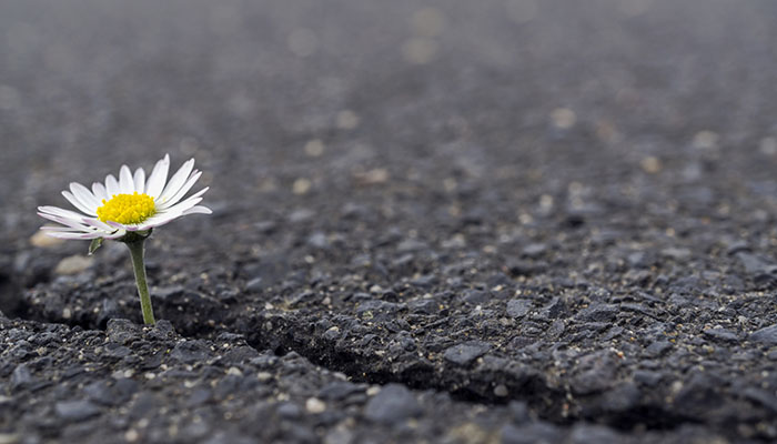 A Daisy Growing in Asphalt - Symbol of Hope