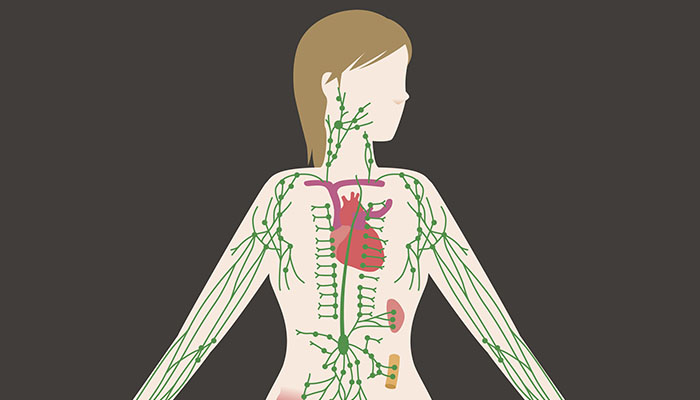 Woman's Lymph System