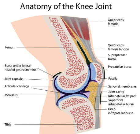 knee
