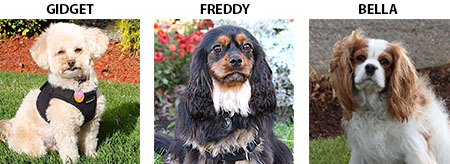 Pet Therapy Dogs - Gidget, Freddy & Bella