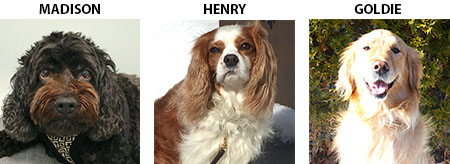 Pet Therapy Dogs - Madison, Henry & Goldie