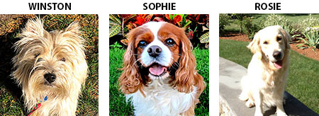 Pet Therapy Dogs - Winston, Sophie & Rosie