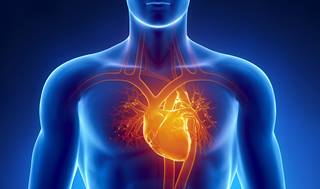 Heart
