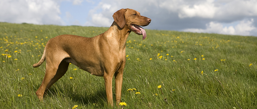 happy dog standing in a field