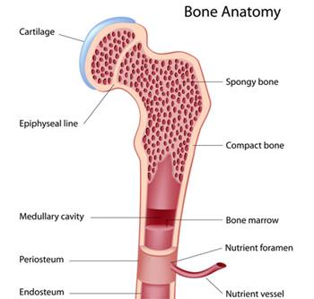 BoneAnatomy