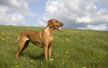 Can Getting a Dog Help You Live Longer?