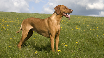 happy dog standing in a sunny field happy dog standing in a sunny field
