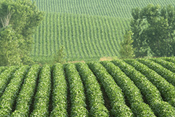 soybean field