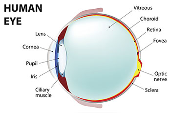 Our Ophthalmology (Eye) Services | BIDMC of Boston