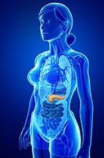 FemalePancreasIllus