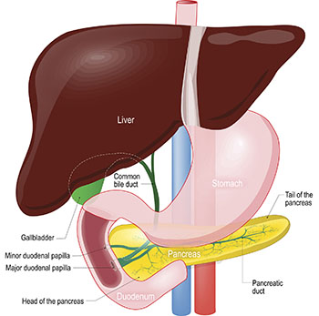 Liver and Pancreas Illustration