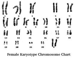 u_FemaleKChrom_250x195