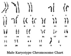 u_MaleKChrom_250x195
