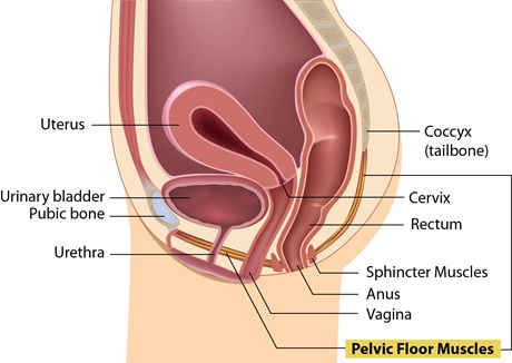 Pelvic Floor Conditions Bidmc Of Boston