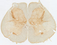 sacral spinal cord