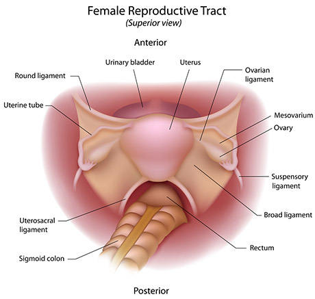 Reproductive Tract