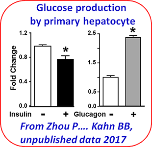 AMP_Core_Service_Ex_Glucose_Prod_Primary_Hepatocyte_310x300