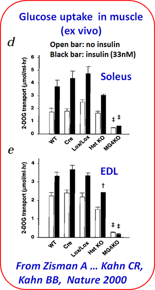 AMP_Core_Service_Ex_Glucose_Soleus_EDL_310x579