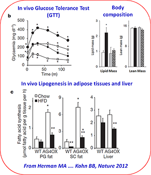 AMP_Core_Service_Ex_GTT_Lipogenesis_BodyComp_310x359