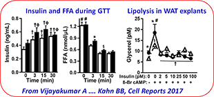 AMP_Core_Service_Ex_Insulin_FFA_during_GTT_Lipoysis_WAT_explants_310x141