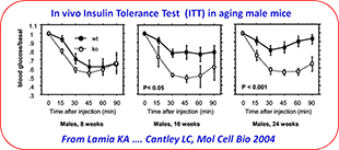 AMP_Core_Service_Ex_Insulin_Tolerance_Test_In_Aging_Male_Mice_310x137