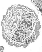 cultured cell