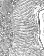 Intestinal microvilli from Drosophila