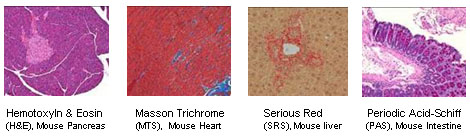 Histology